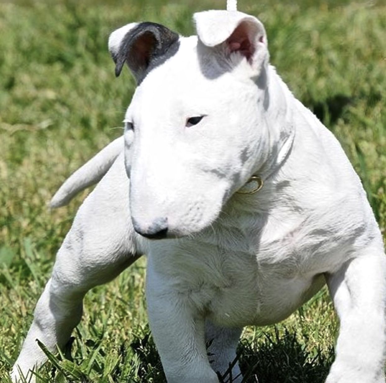 Miniature Bull Terrier - rasse - charakter - pflege - 2024