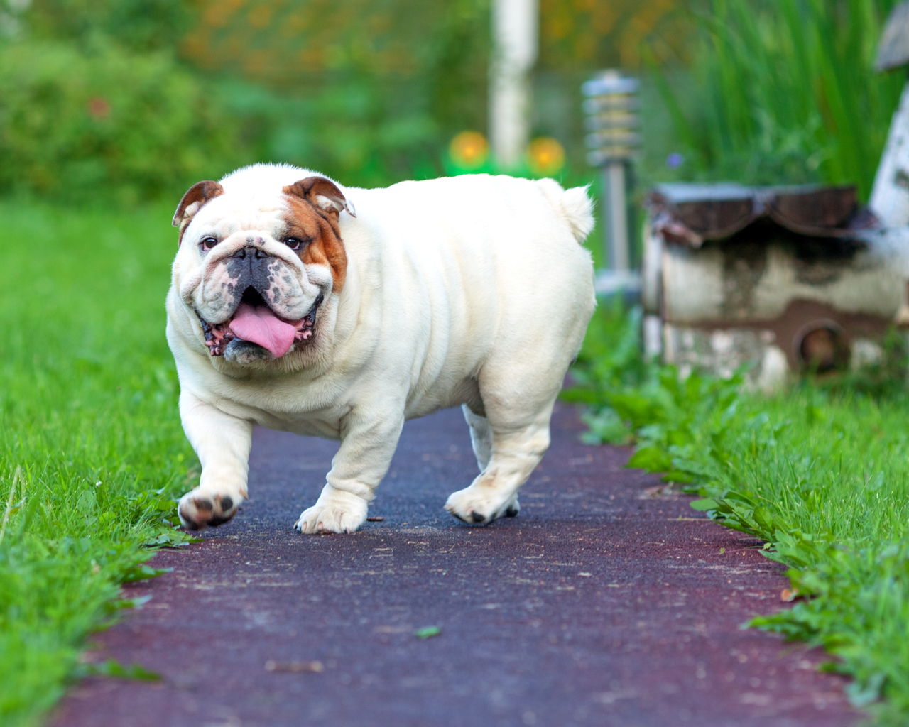 Miniature Bulldog - Temperament, Lifespan, Shedding, Puppy