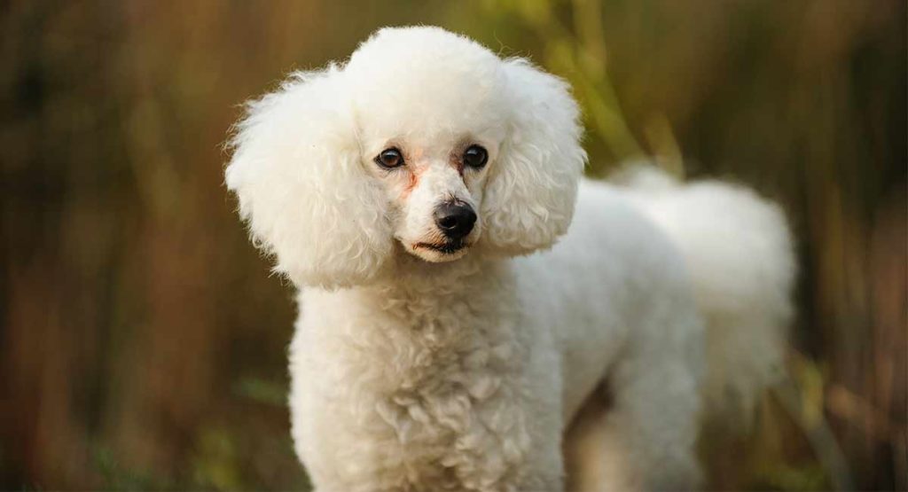 Miniature Poodle Photo 6 