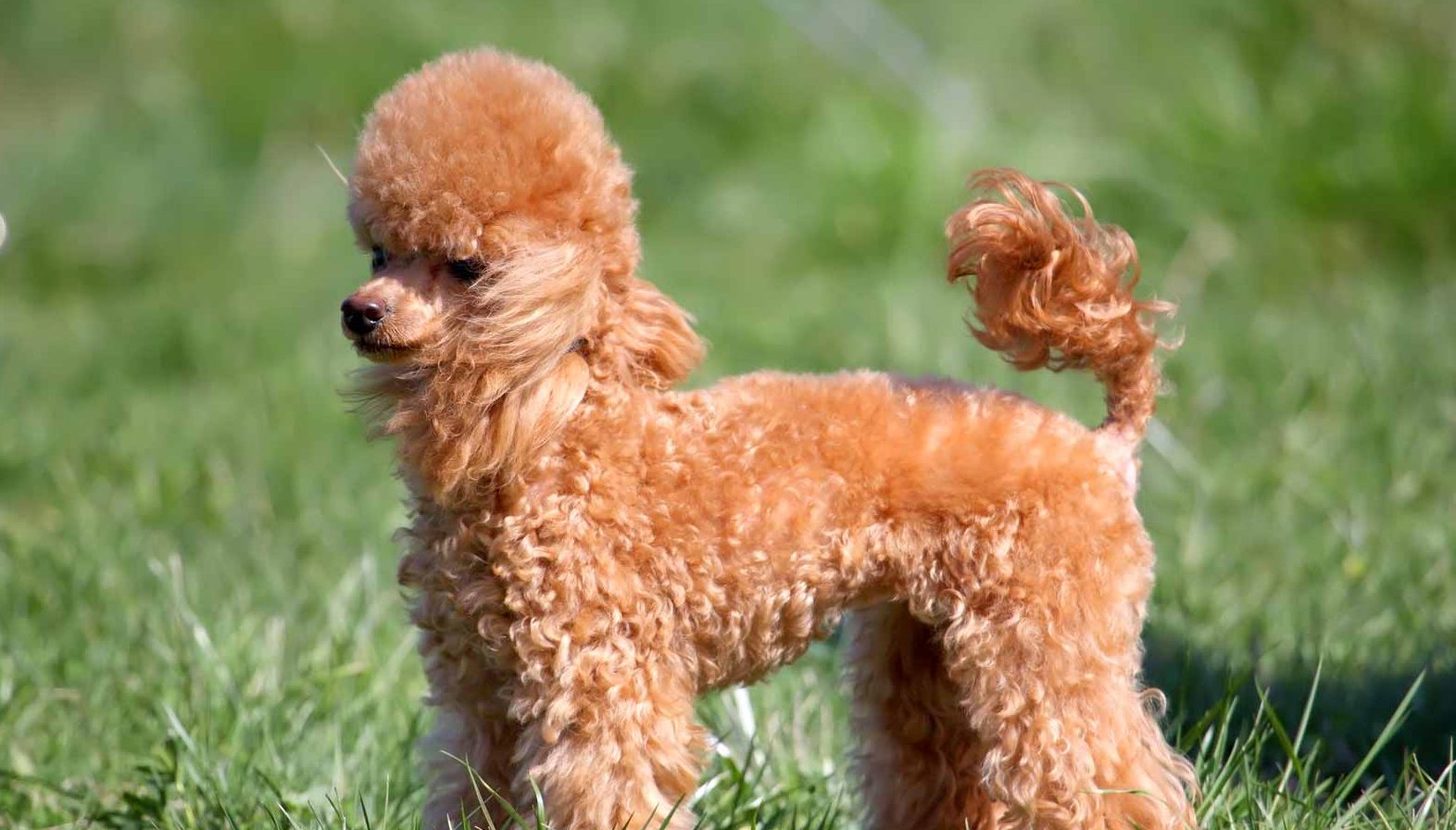 Miniature Poodle: Photo #6
