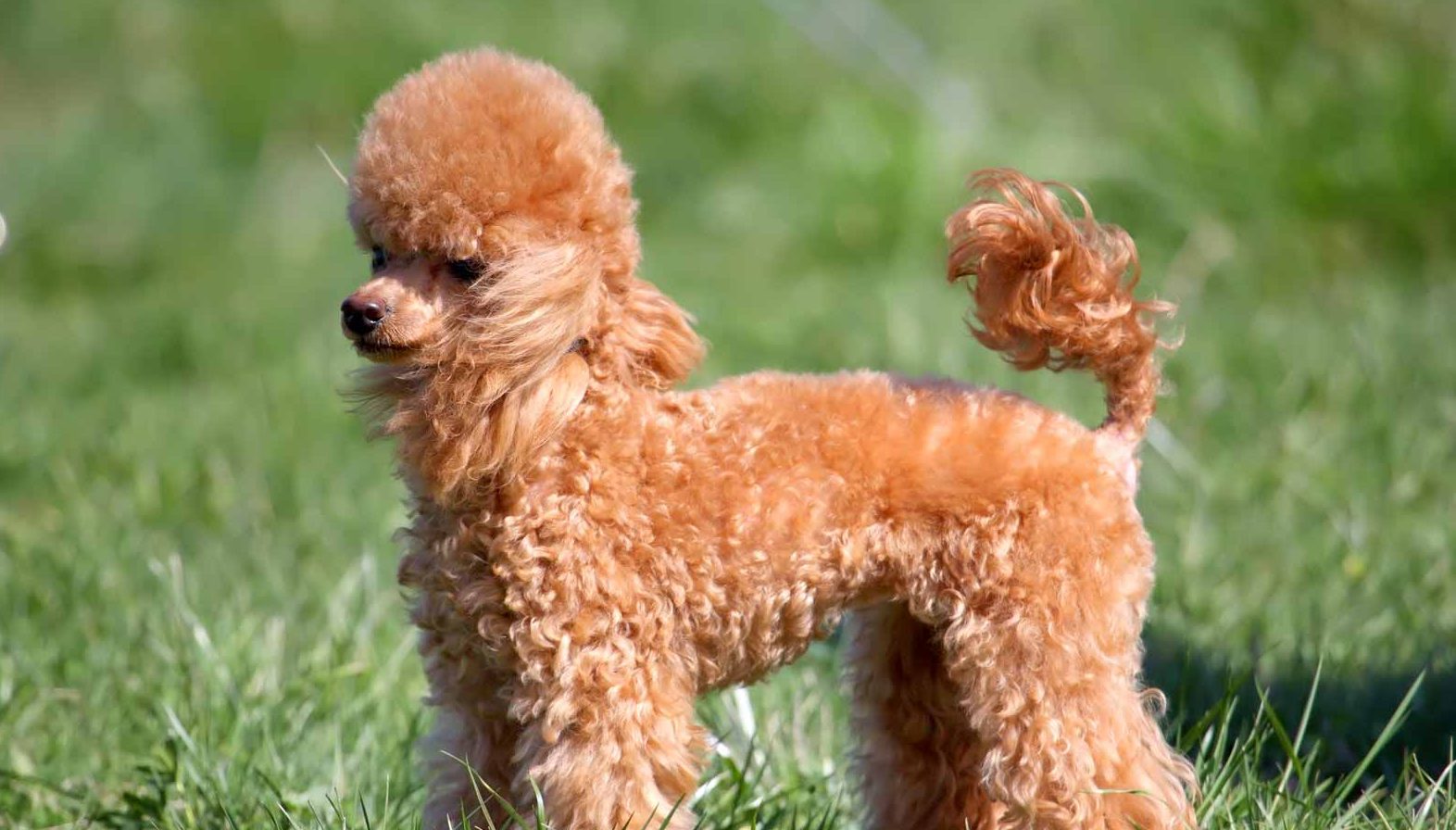 Miniature Poodle - Information, Photos, Characteristics, Names