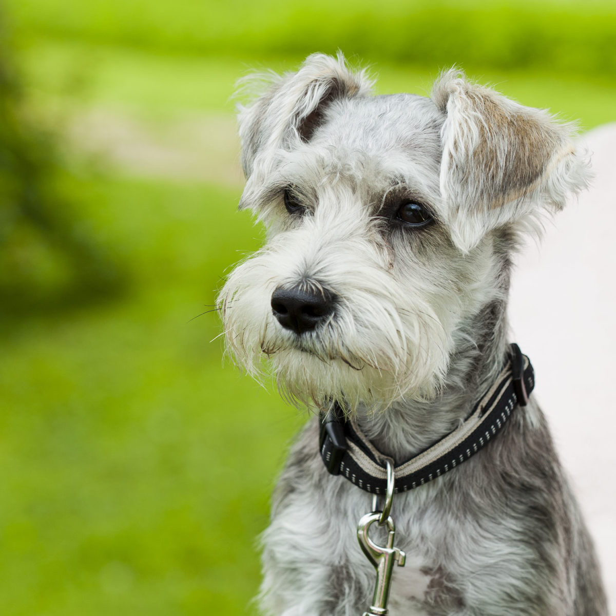 Miniature Schnauzer Temperament Lifespan Shedding Puppy   Miniature Schnauzer Photo 9 