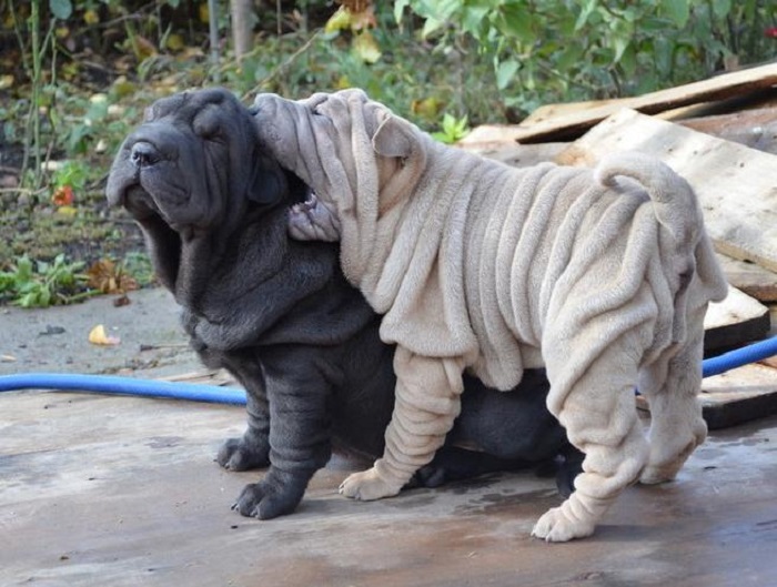 Miniature Shar Pei - Information, Photos, Characteristics, Names