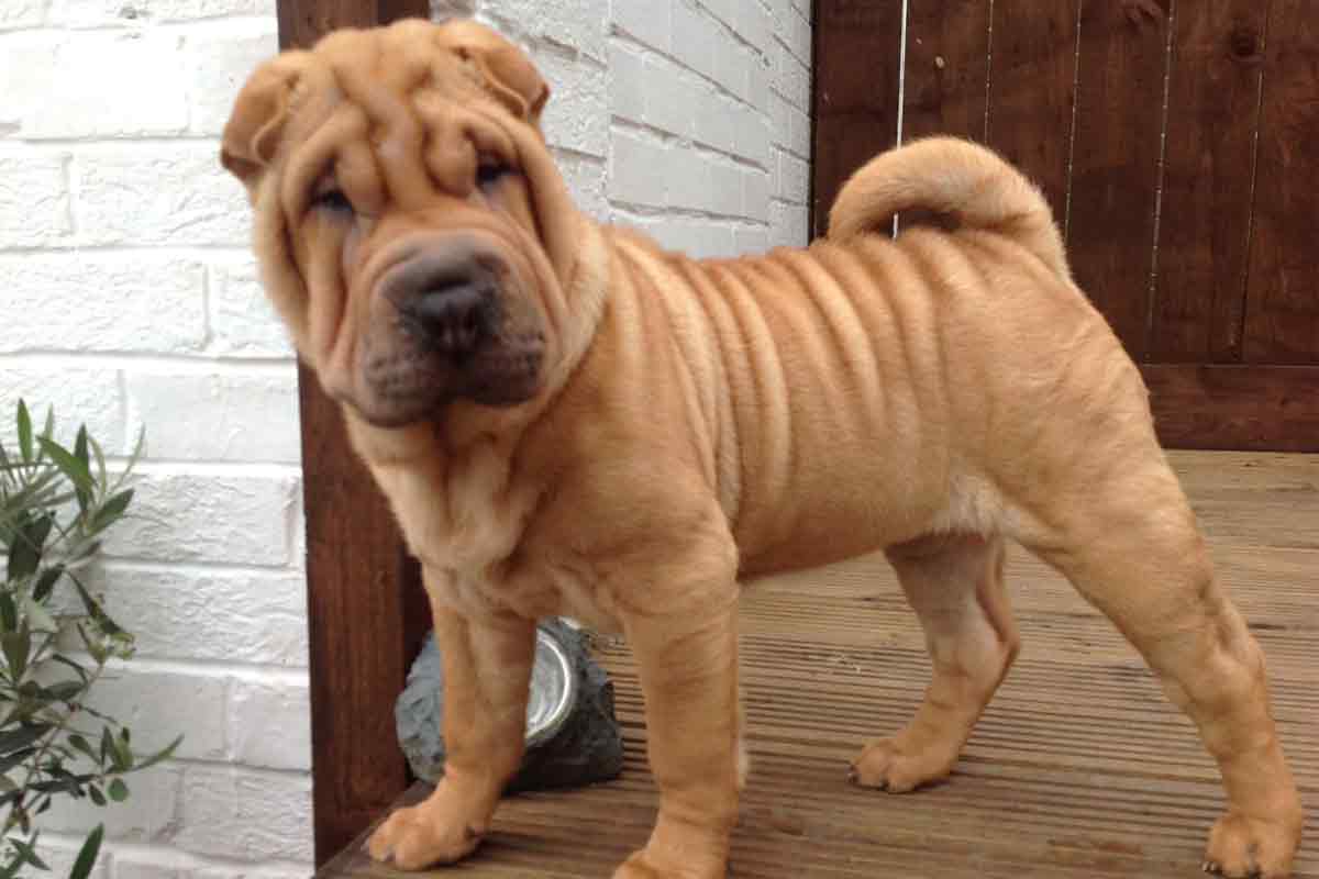 Miniature Shar Pei - Temperament, Lifespan, Shedding, Puppy