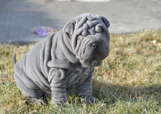 Miniature Shar-Pei Information And Pictures PetGuide