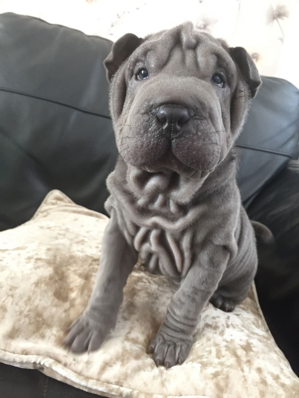 Miniature Shar Pei - Temperament, Lifespan, Shedding, Puppy