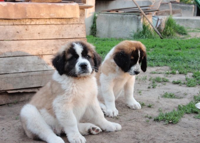 Moscow #Watchdog  Guard dogs, Guard dog breeds, St bernard dogs