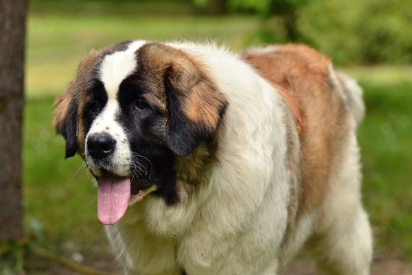 Moscow #Watchdog  Guard dogs, Guard dog breeds, St bernard dogs