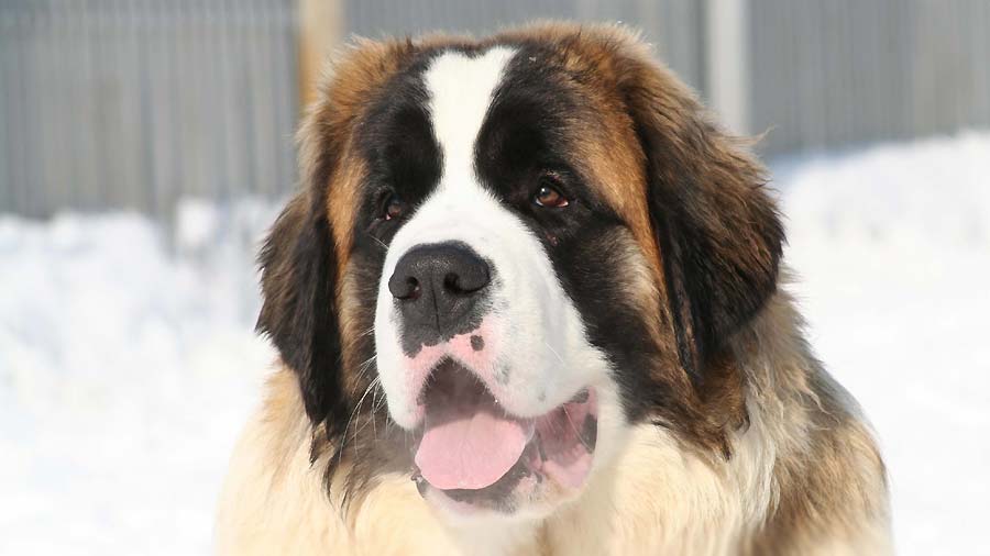 Moscow #Watchdog  Guard dogs, Guard dog breeds, St bernard dogs