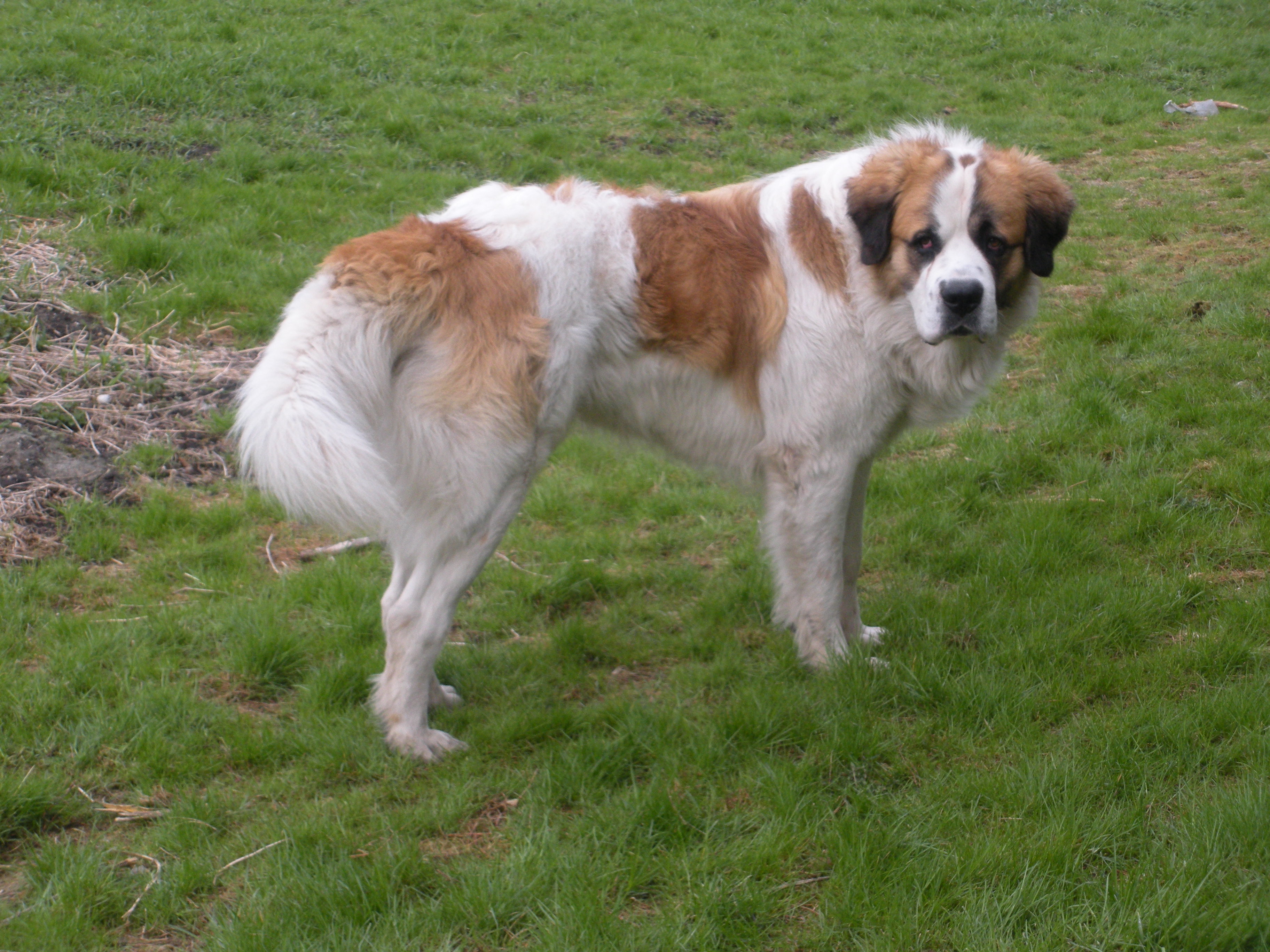 Moscow #Watchdog  Guard dogs, Guard dog breeds, St bernard dogs