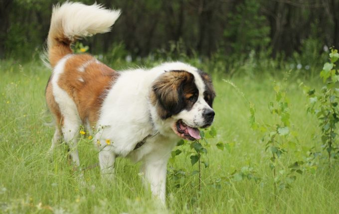 Moscow #Watchdog  Guard dogs, Guard dog breeds, St bernard dogs