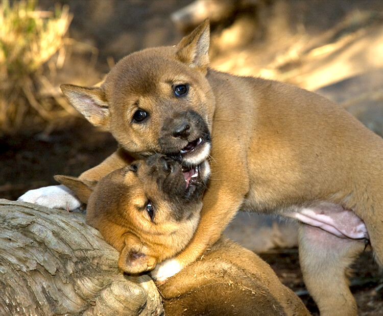 New Guinea Singing Dog Temperament Lifespan Shedding Puppy   New Guinea Singing Dog Photo 1 1 