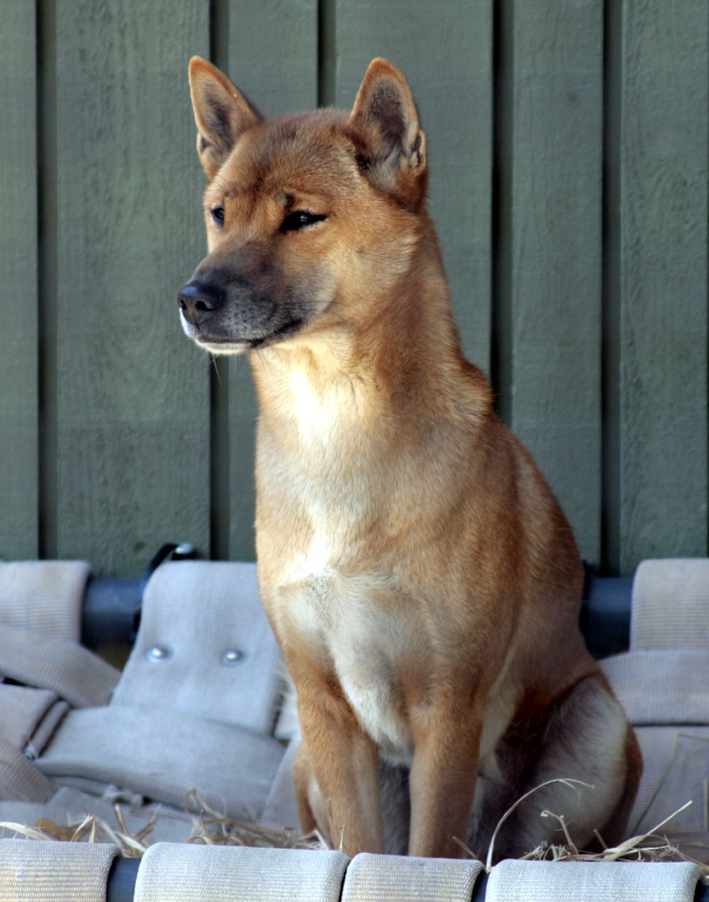 New Guinea Singing Dog Temperament Lifespan Shedding Puppy   New Guinea Singing Dog Photo 5 