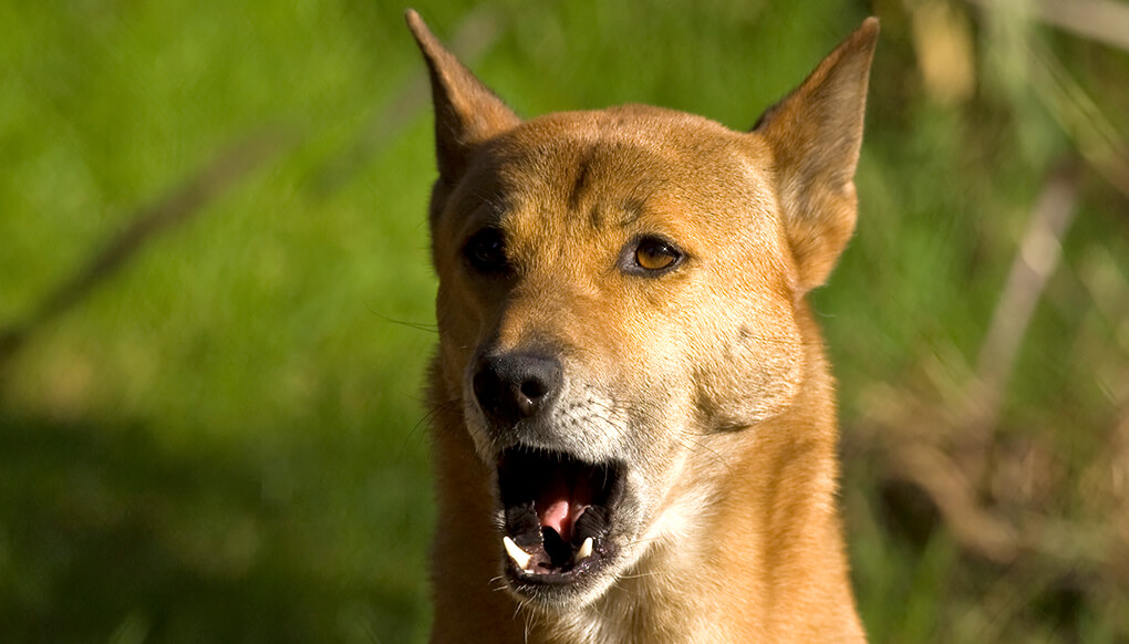 New Guinea Singing Dog: Photo #7
