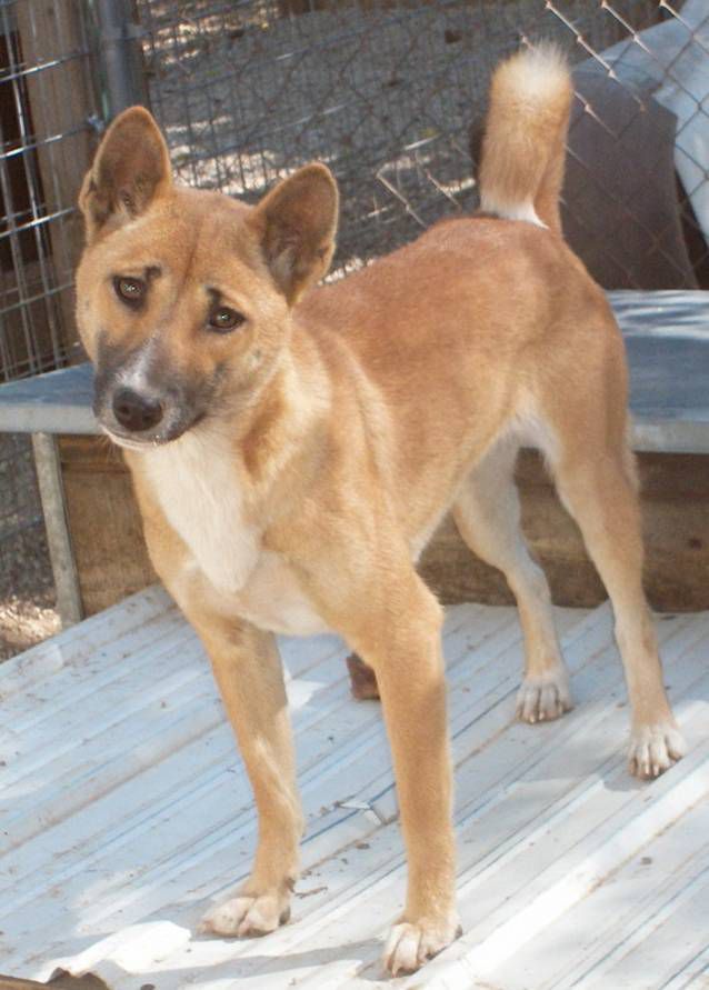 New Guinea Singing Dog - Temperament, Lifespan, Shedding, Puppy