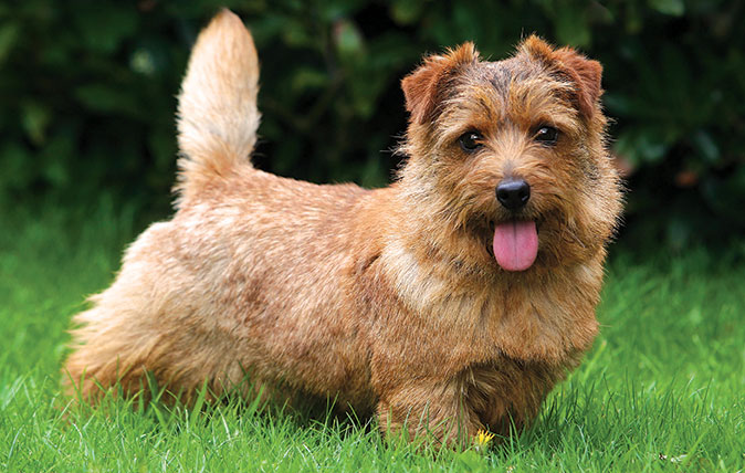 Norfolk Terrier Information Photos Characteristics Names