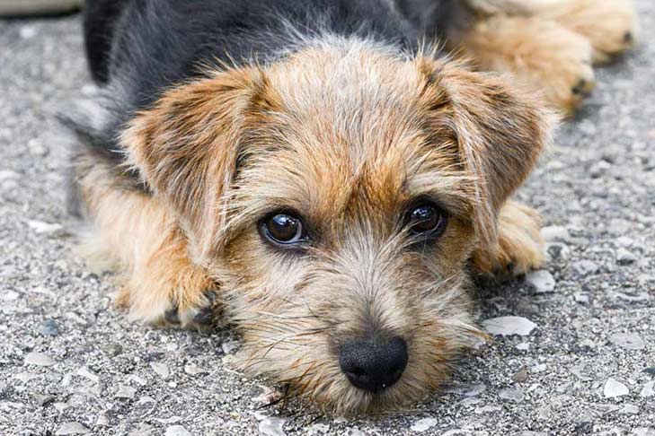 Norfolk Terrier Information Photos Characteristics Names