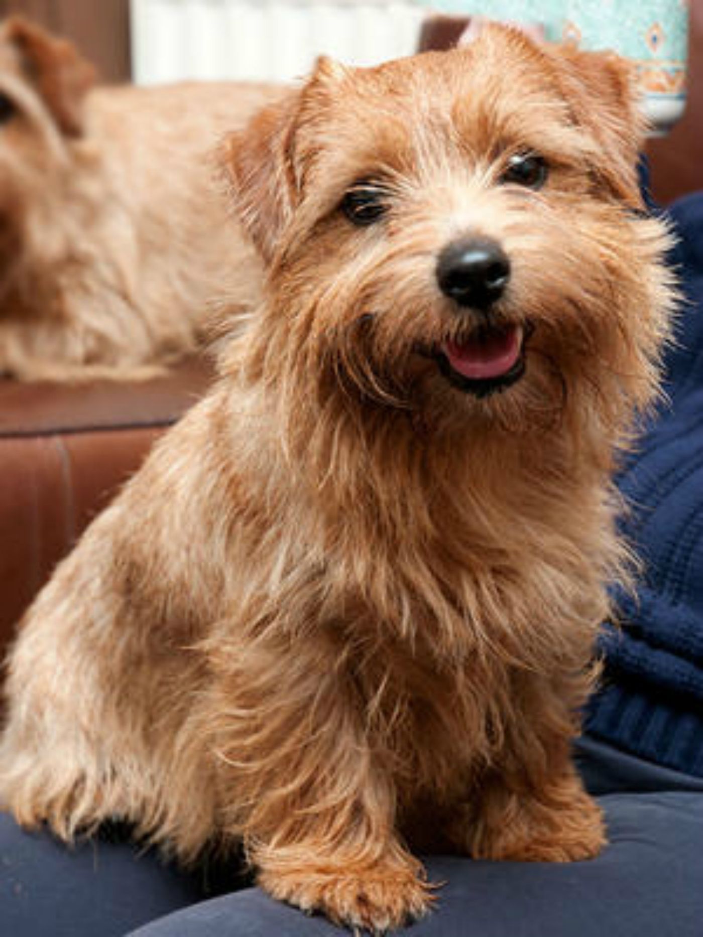 Norfolk Terrier - Temperament, Lifespan, Shedding, Puppy