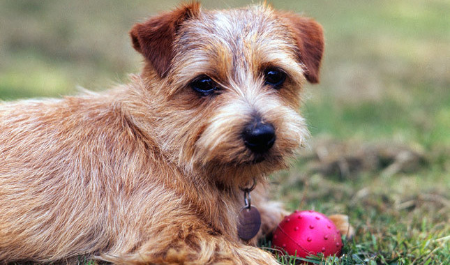 Norfolk Terrier: Photo #8