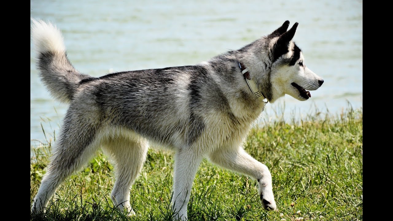Northern Inuit Dog: Photo #2
