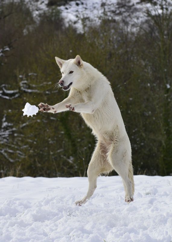 Northern Inuit Dog: Photo #3