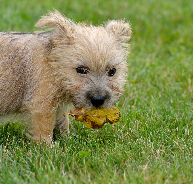 Norwich Terrier: Photo #10