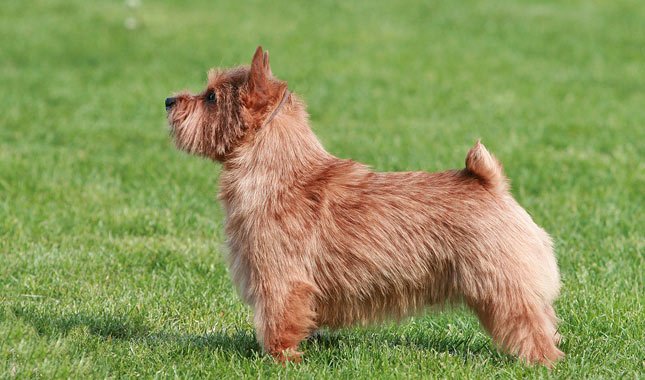 Norwich Terrier: Photo #12