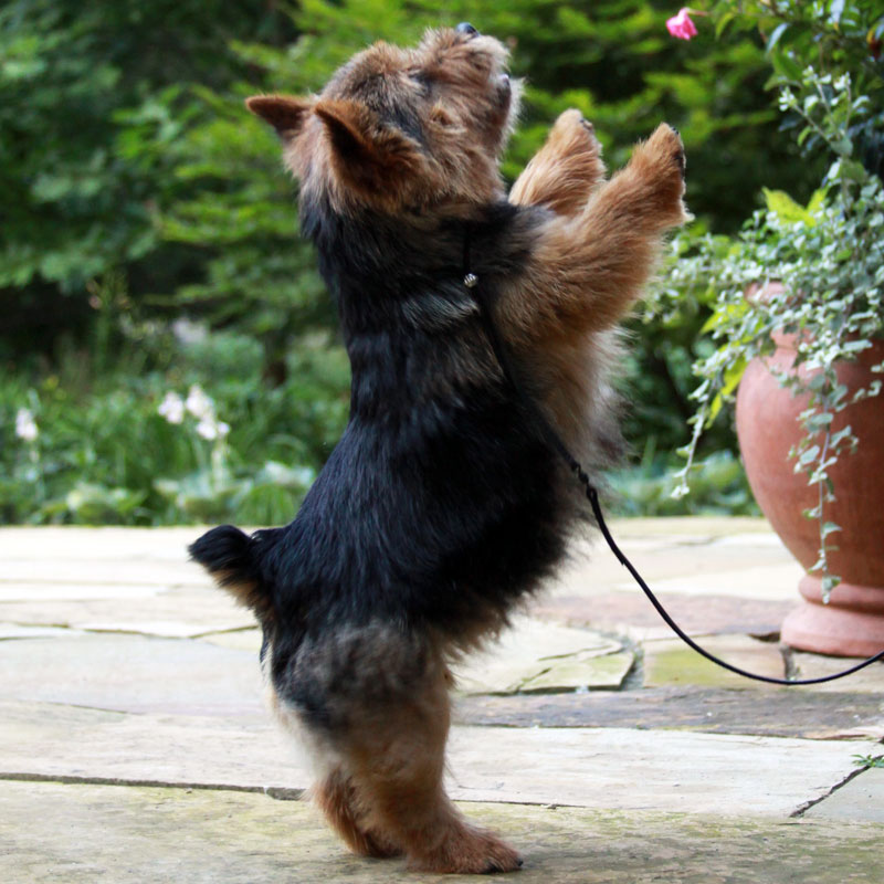 Norwich Terrier: Photo #13