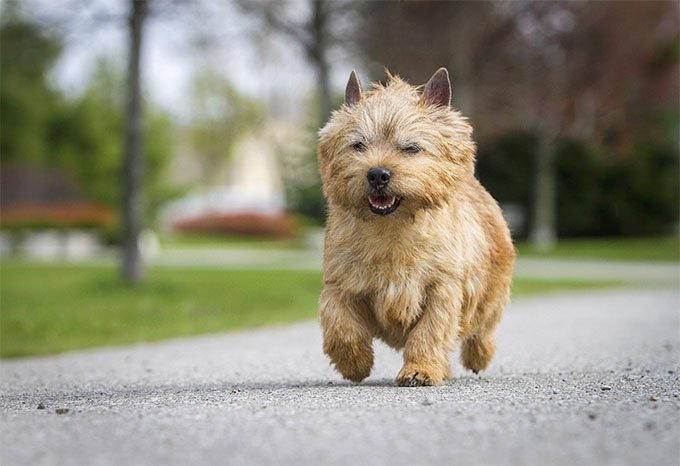 Norwich Terrier: Photo #5