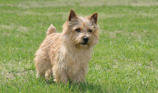 Norwich Terrier: Photo #6