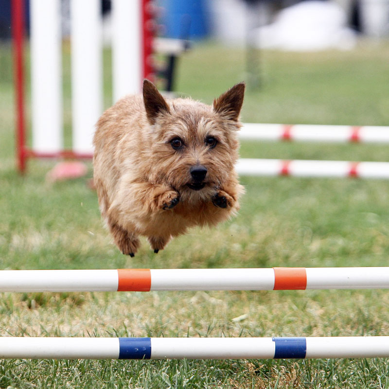 Norwich Terrier: Photo #8