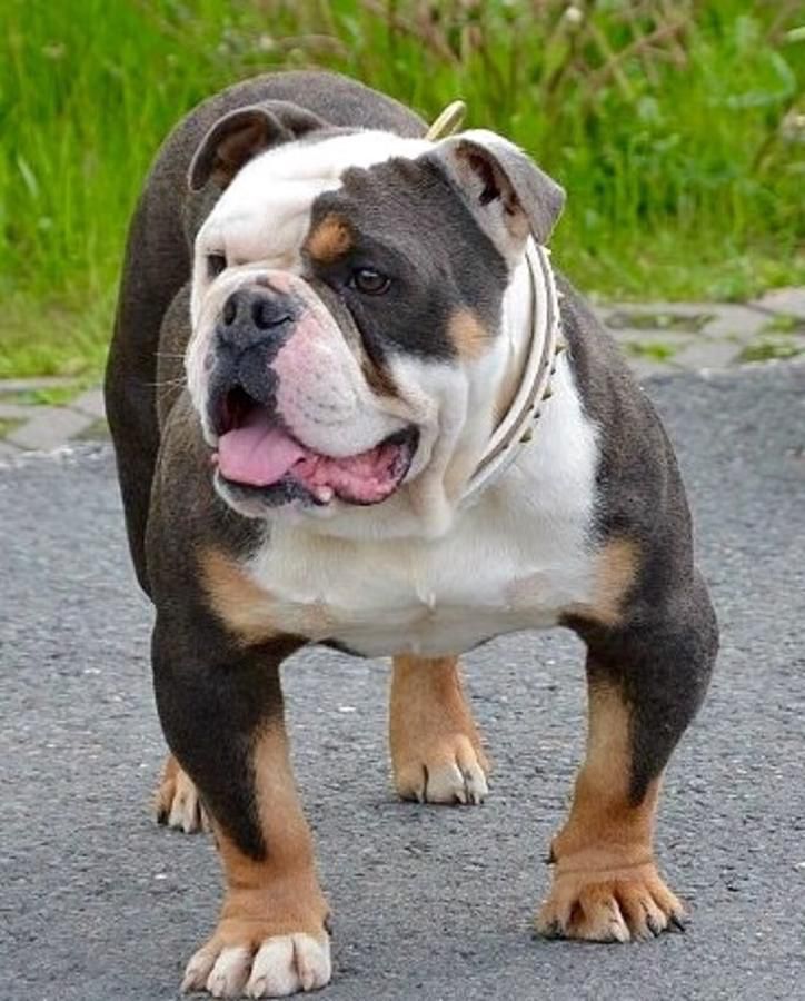 Olde English Bulldogge Information, Photos