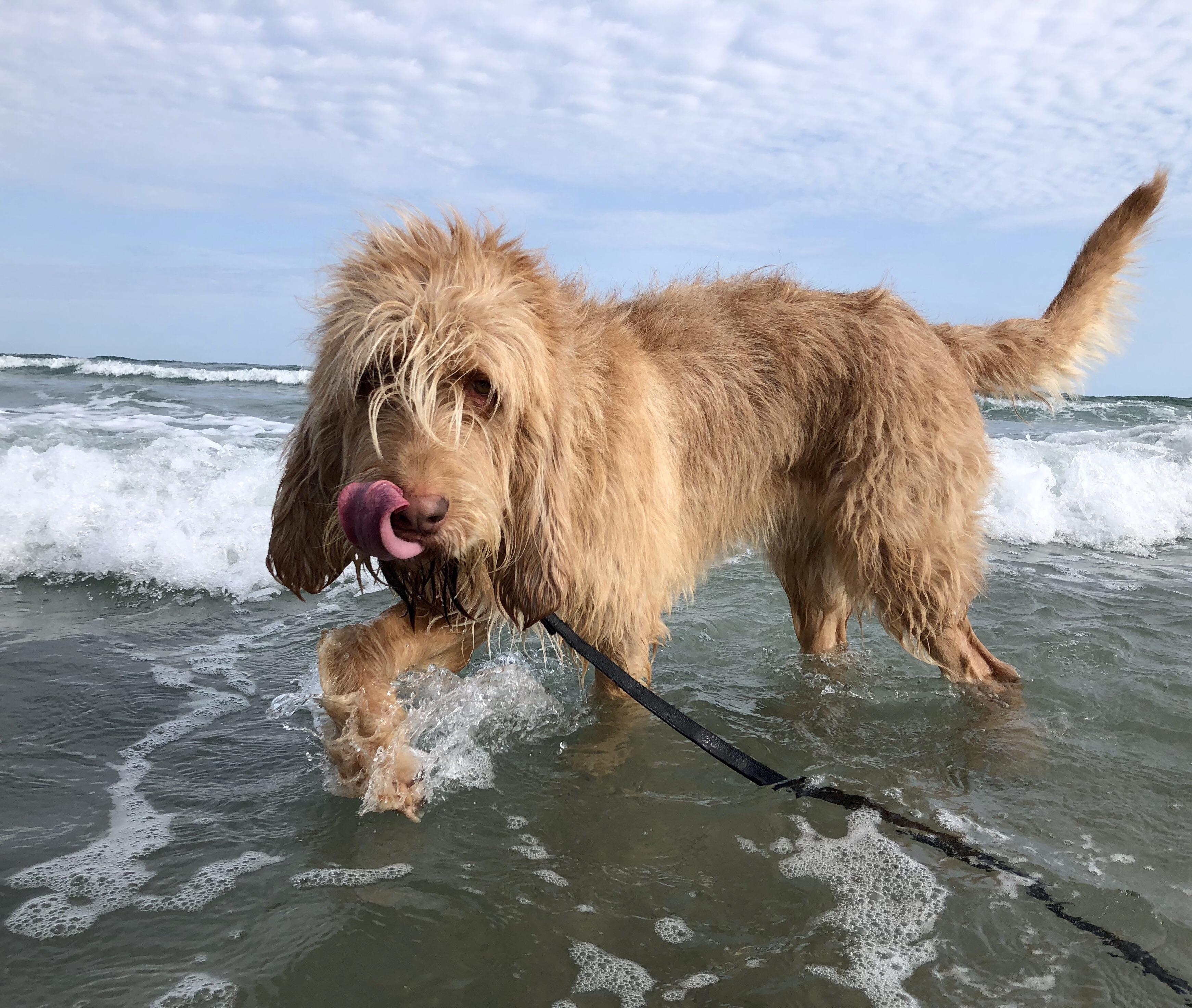 Otterhound Temperament Lifespan Shedding Puppy