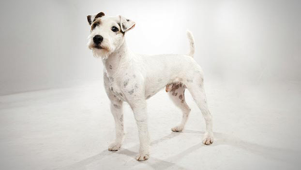 Parson Russell Terrier: Photo #10