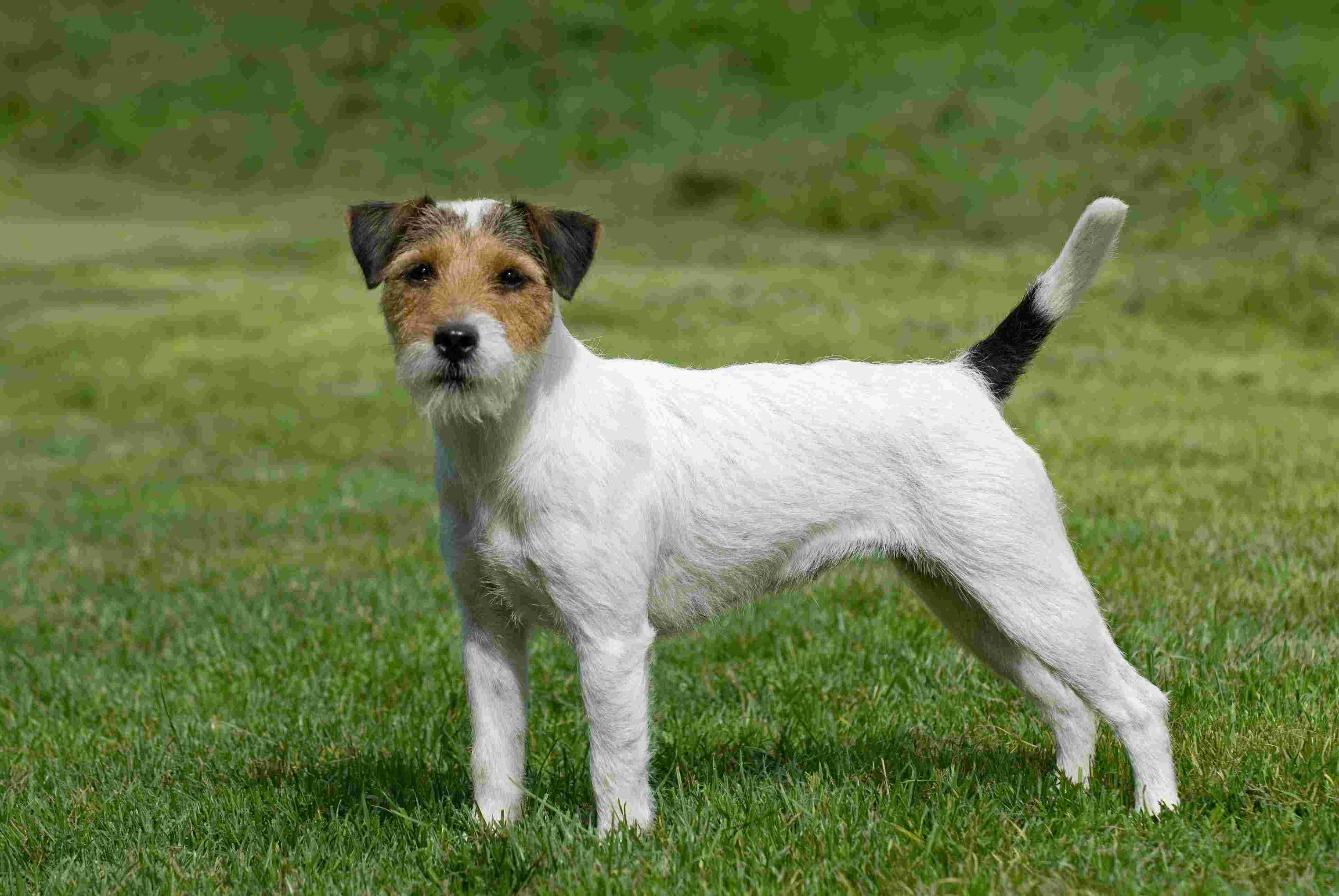 Parson Russell Terrier: Photo #9