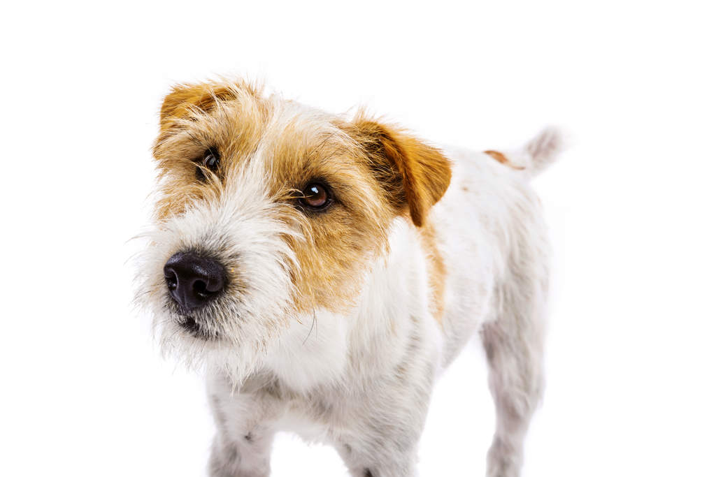 Parson Russell Terrier: Photo #11