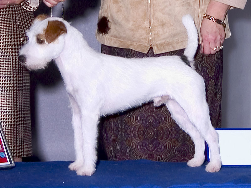 Parson Russell Terrier: Photo #12