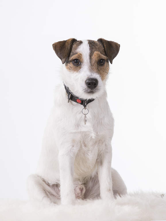 Parson Russell Terrier: Photo #5