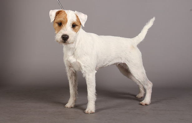 Parson Russell Terrier: Photo #4