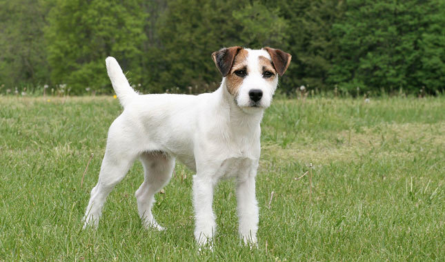 Parson Russell Terrier: Photo #6
