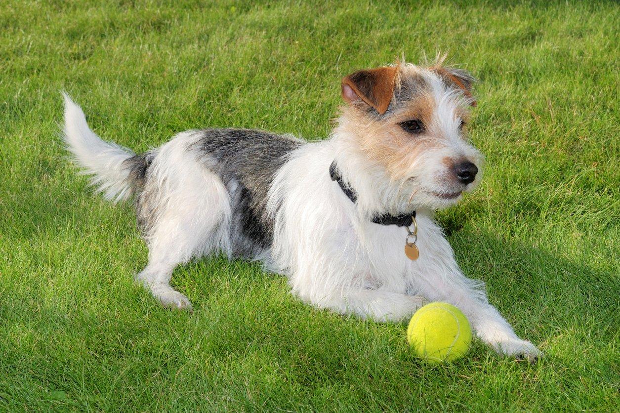 Parson Russell Terrier: Photo #13