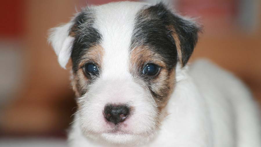 Parson Russell Terrier: Photo #7