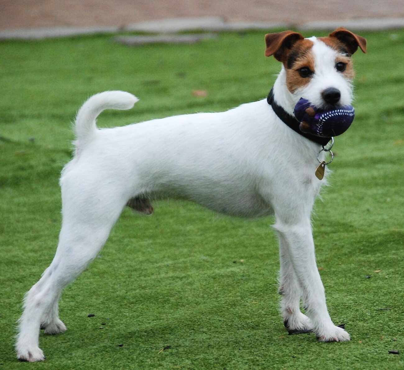 Parson Russell Terrier: Photo #14
