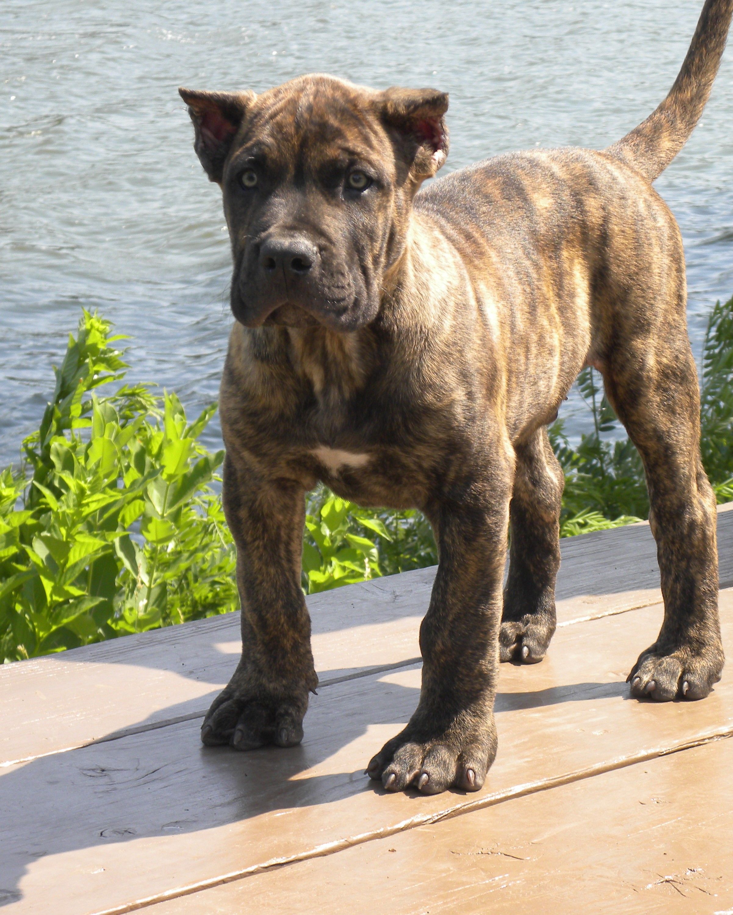 perro-de-presa-canario-temperament-lifespan-shedding-puppy