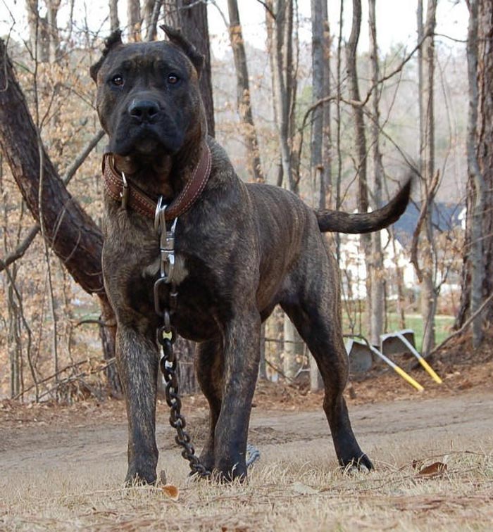 presa dogo canario