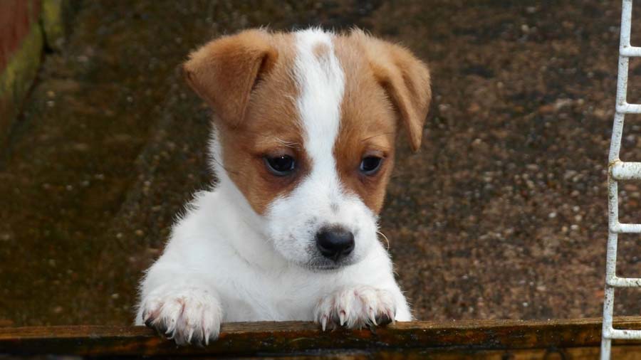 Plummer Terrier: Photo #8