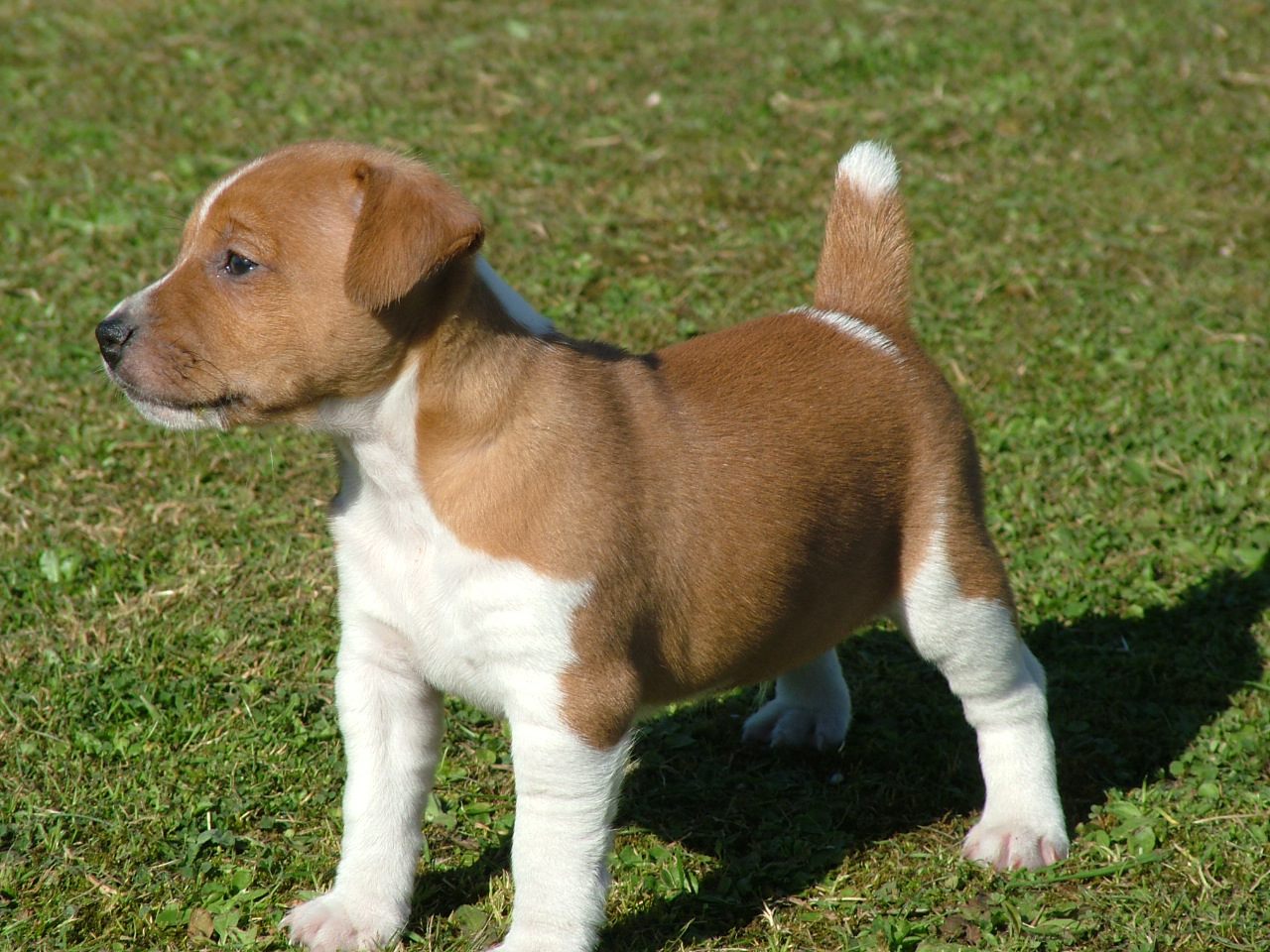 Plummer Terrier: Photo #5