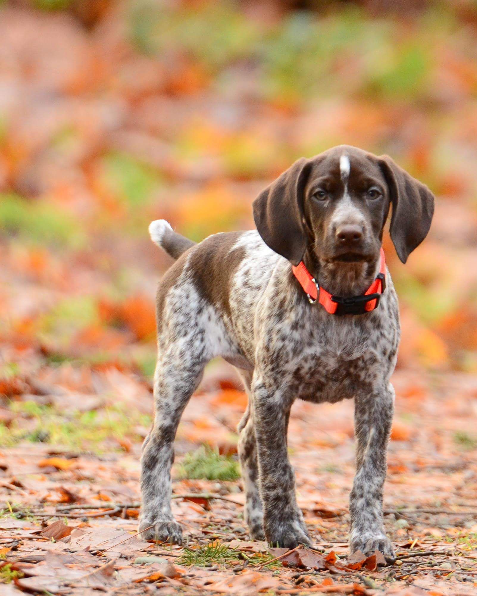 pointer-temperament-lifespan-shedding-puppy