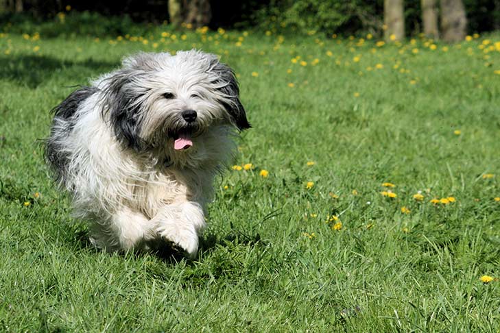 polish lowland sheepdog puppies price