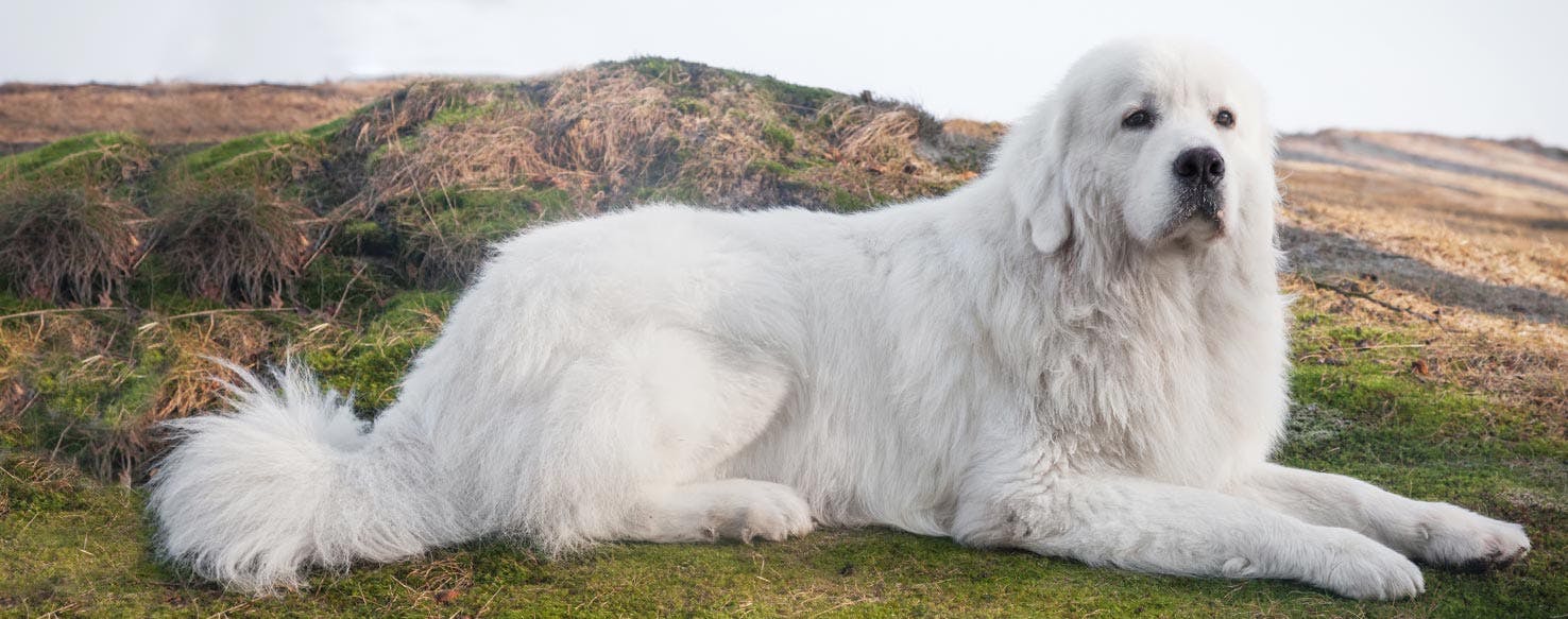 Polish Tatra Sheepdog - Temperament, Lifespan, Shedding, Puppy